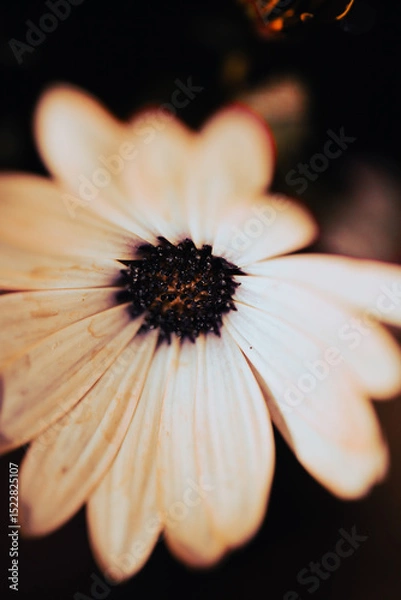 Fototapeta In a serene garden, orange flowers bloom vibrantly as soft light filters through