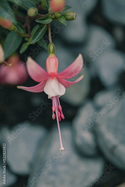 Fototapeta Colorful fuchsia flowers open their delicate petals towards the soft light