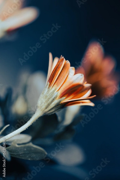 Fototapeta A cluster of delicate orange flowers stands out against a dark background.