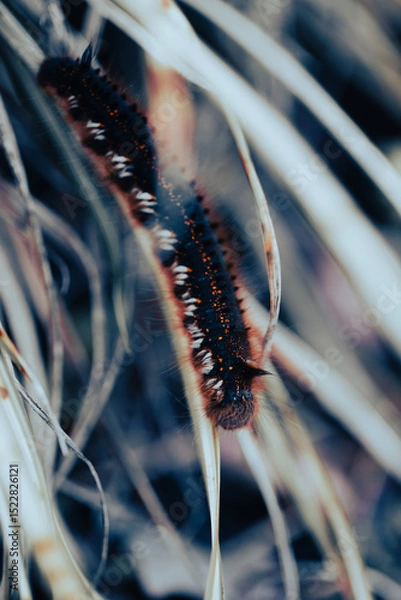 Fototapeta A vibrant caterpillar with striking colors rests quietly on grass