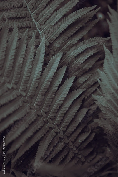 Fototapeta Numerous vibrant lush fern leaves overlap