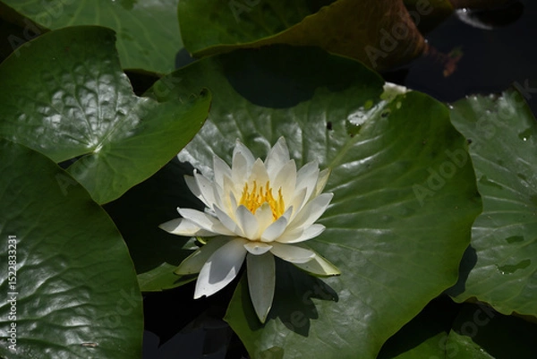 Obraz 白いスイレン