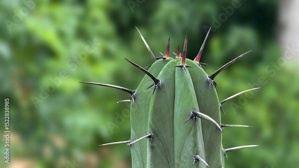 Obraz cactus with a green background