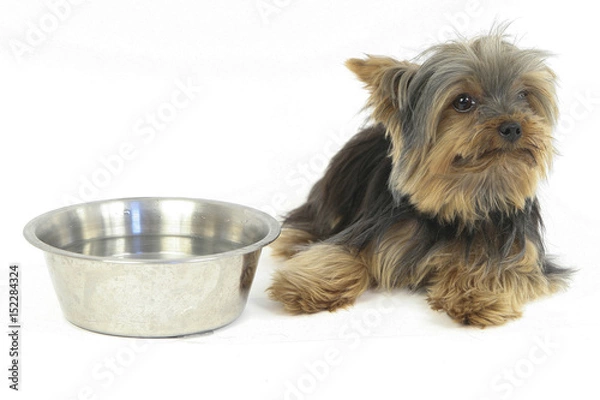 Obraz YORKSHIRE TERRIER.