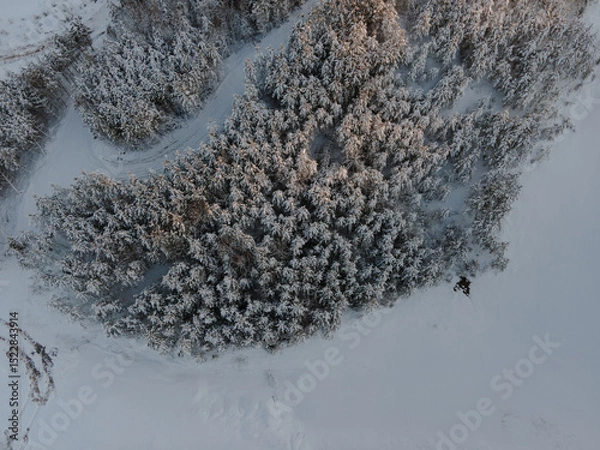Fototapeta Captivating view of a vast snow-covered forest showcasing evergreens blanketed in white.