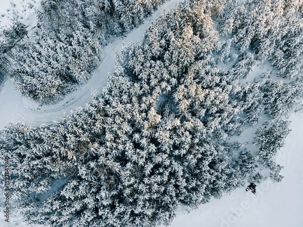 Fototapeta Captivating view of a vast snow-covered forest showcasing evergreens blanketed in white.