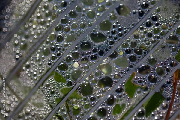 Fototapeta Water droplets gather on a surface covered in fine textures