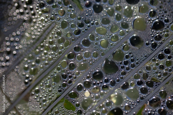 Fototapeta Water droplets gather on a surface covered in fine textures