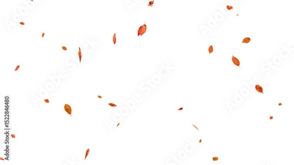 Fototapeta 舞い落ちる落ち葉