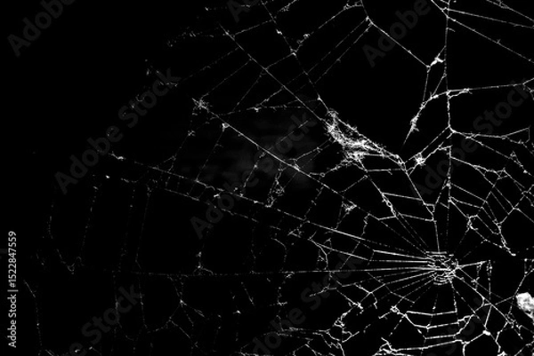 Fototapeta cobweb on a dark background