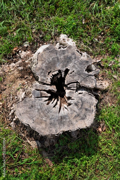 Fototapeta Tronco di legno in piante con prato verde
