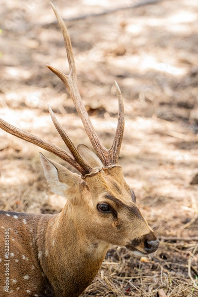 Fototapeta Close-up fallow deer in wild nature