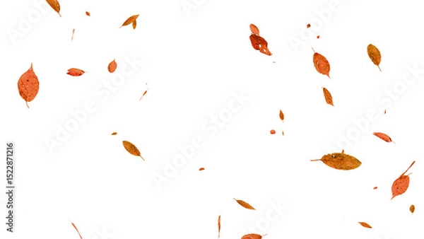 Fototapeta 舞い落ちる落ち葉