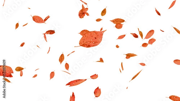 Fototapeta 舞い落ちる落ち葉