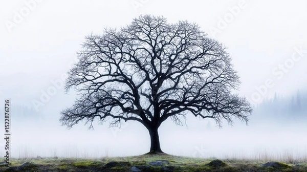 Obraz Majestic lone tree in a misty landscape