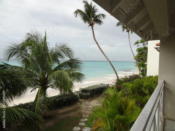 Obraz palm trees on the beach