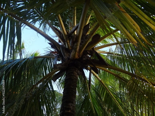 Obraz Palm tree