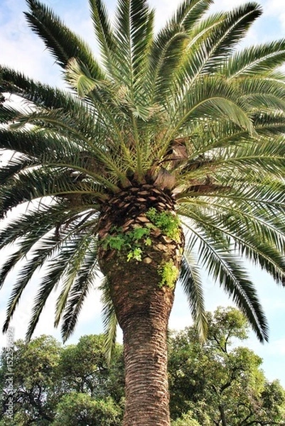 Fototapeta large palm tree, view of palm tree from below, mediterranean tree