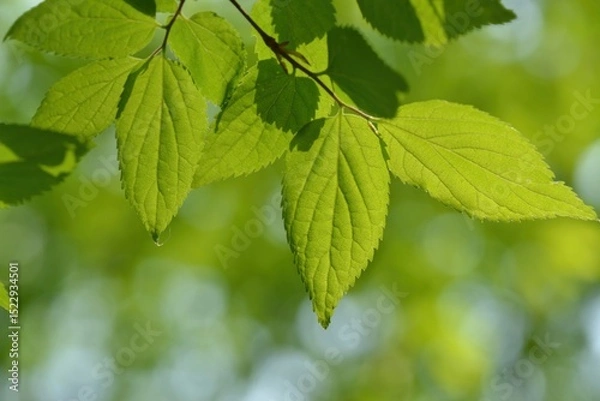 Fototapeta High-resolution images of the Siberian elm tree (Ulmus pumila), also known as  Siberian elm tree  in Korea. Includes leaves, seeds, and bark texture for botanical and educational use.

