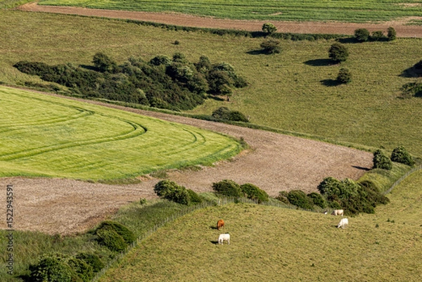 Obraz Looking down at fields in the South Downs, with cattle grazing in the early summer sunshine