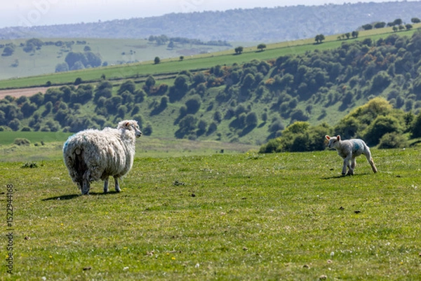 Obraz A lamb and ewe on Ditchling Beacon in Sussex, on a sunny spring evening
