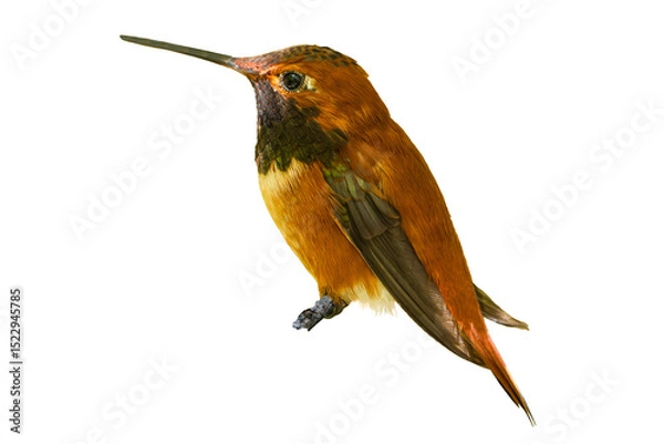 Fototapeta Rufous Hummingbird (Selasphorus rufus) Photo, Perched on a Transparent, Isolated Background