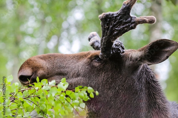 Fototapeta Moose portrait