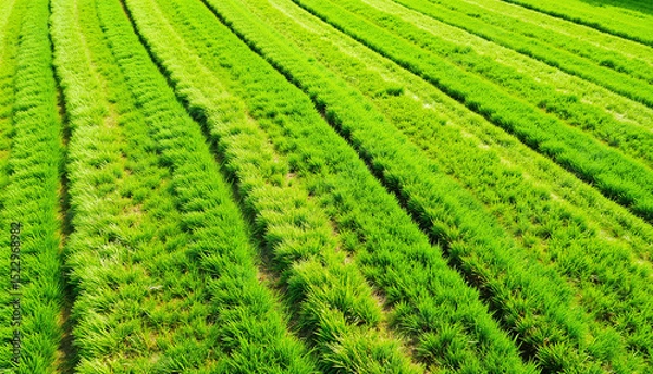 Obraz Green rice field with distinct rows in bright sunlight  