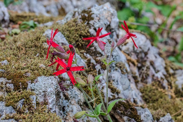 Fototapeta A gorgeous cluster of Fire Pink wildflowers in a rocky glade setting