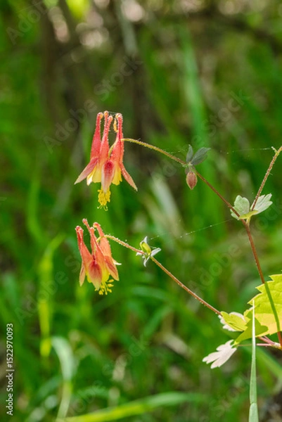 Fototapeta Two graceful Columbine blossoms project from the delicate stalk against a green grassy background