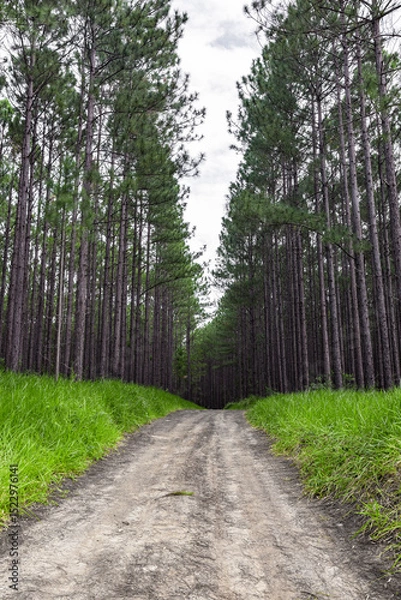 Obraz Wald aus Kiefern im Hinterland von sunshine Coast, australien