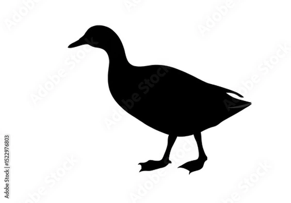 Fototapeta Duck Silhouette PNG – Transparent Vector Bird Outline.