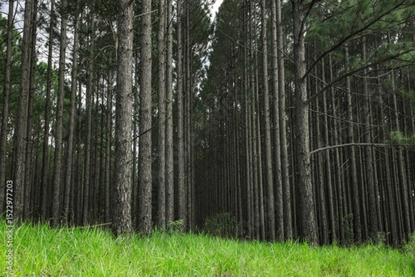 Obraz Wald aus Kiefern im Hinterland von sunshine Coast, australien