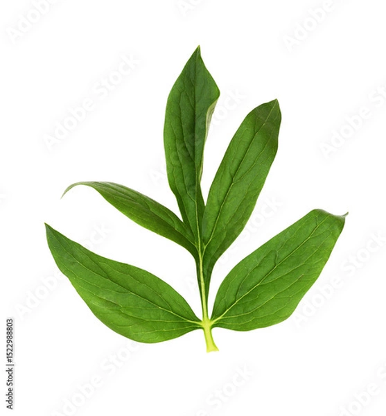 Fototapeta Closeup of green leaf of peony isolated on white or transparent background