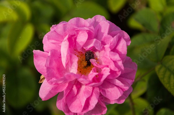 Obraz Close up of a pink rose on the green background