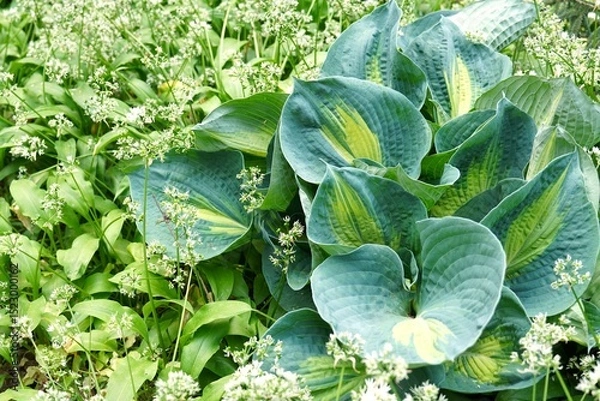 Obraz Hosta bush with large green leaves with yellow edging in the garden on the backyard as a landscaping concept
