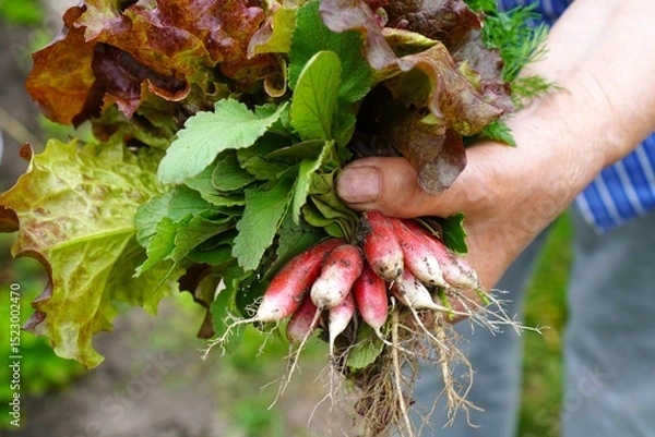 Obraz Farmer's Woman's Hand Holding A Bunch Of Lettuce Greens With Onions And Red Radishes, Collected In The Beds Of Her Own Garden Plot As A Concept For Growing Organic Food
