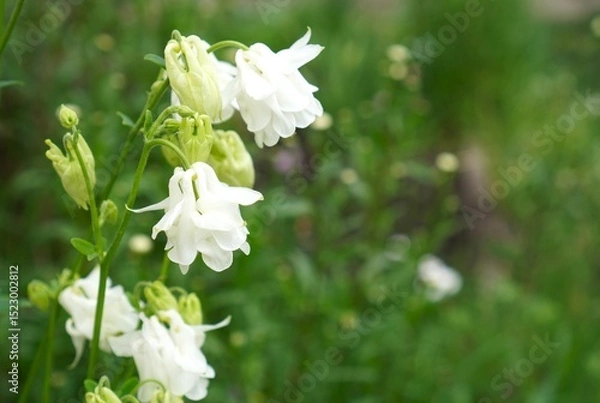 Obraz Banner with white watershed flowers on branches on green garden background with free space to insert text