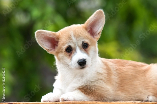 Obraz small welsh corgi pembroke dog on green grass in summer