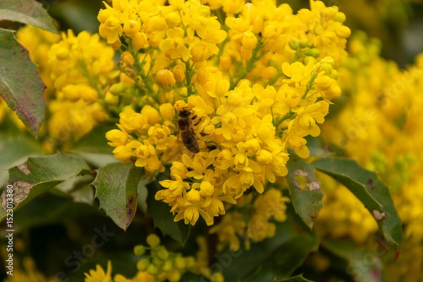 Obraz bush of yellow flowers with bee on it. yellow grass. many small yellow flowers. spring nature. summer flowers.