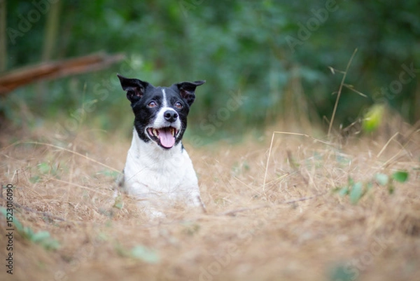 Obraz Small Dog, Big Adventure – Jack Russell in Nature