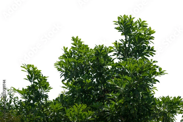 Fototapeta A lush green tree with broad leaves stands out against a transparent backdrop, ideal for use in digital design, graphics, and creative projects