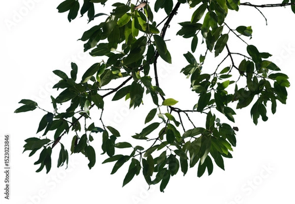 Fototapeta Green leaves emerge from tree branches, featuring a vibrant, healthy look against a transparent background suitable for various creative uses and projects