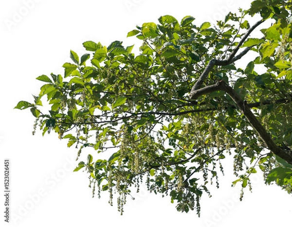 Fototapeta A lush green branch showcasing vibrant leaves and delicate flowers against a transparent background. Ideal for nature-inspired designs and graphics