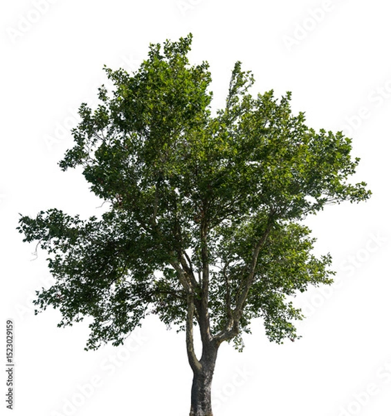 Fototapeta Tall and lush green tree with abundant leaves stands prominently against a transparent background, ideal for graphic design and artistic uses