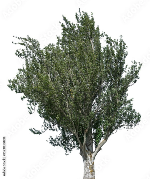 Fototapeta Lush green tree stands tall against a transparent backdrop, ideal for graphic design applications or nature-themed projects, showcasing vibrant foliage and strong trunk