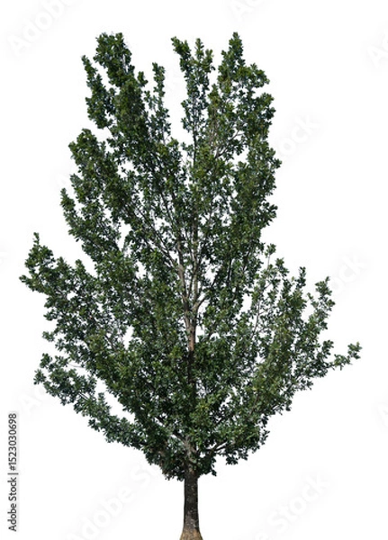 Fototapeta This tree displays a vibrant canopy of green leaves with a strong trunk, isolated on a transparent background, perfect for design projects and nature themes