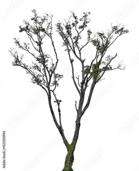 Fototapeta This tree features a slender trunk and a branching structure with minimal leaves. The isolated view highlights its natural form and intricate details
