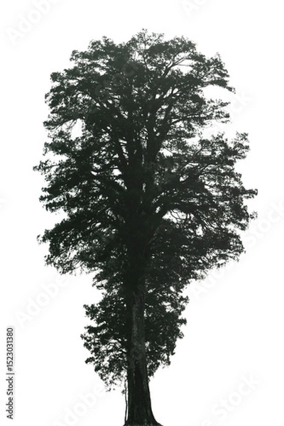 Fototapeta This tall tree silhouette stands out prominently against a transparent background, emphasizing its distinctive shape and intricate details of branches and leaves