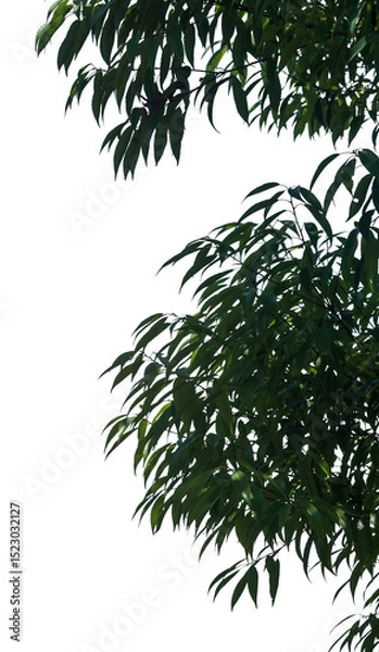 Fototapeta Lush green leaves from a healthy tree create an intricate display, highlighting the beauty and diversity of nature against a transparent backdrop, perfect for design